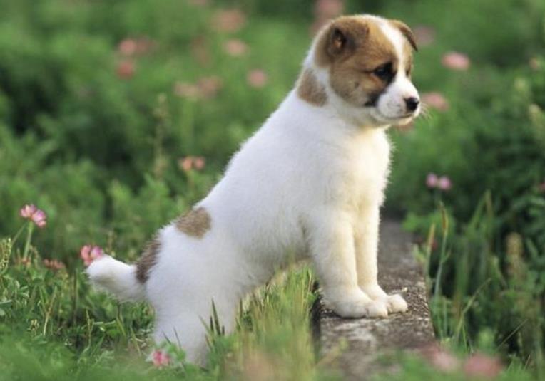 人品最好的五大生肖