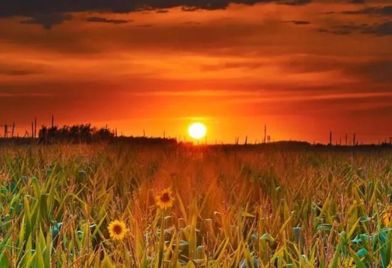 女人晚年守寡的征兆