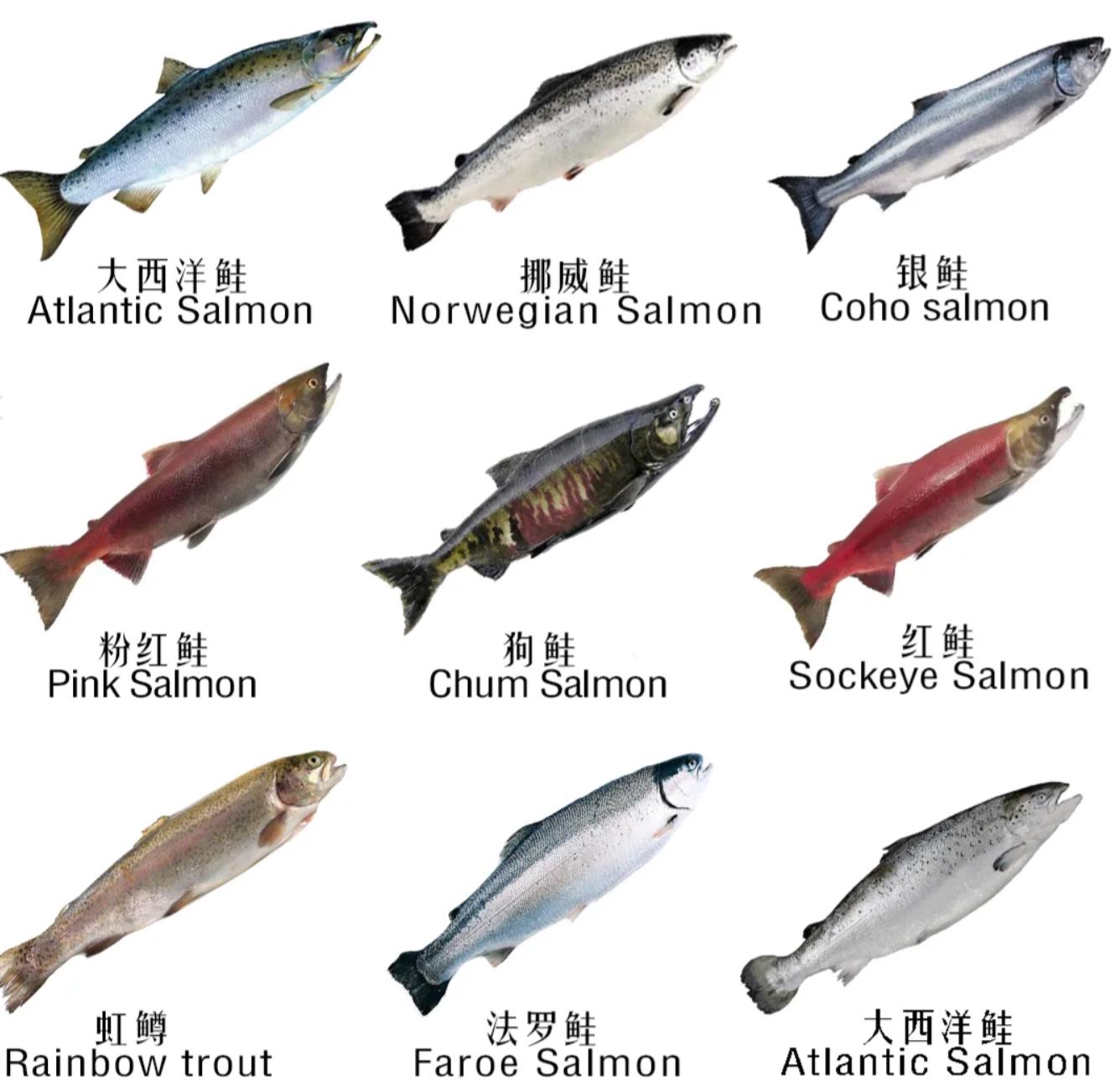 降血糖的十种最佳食物