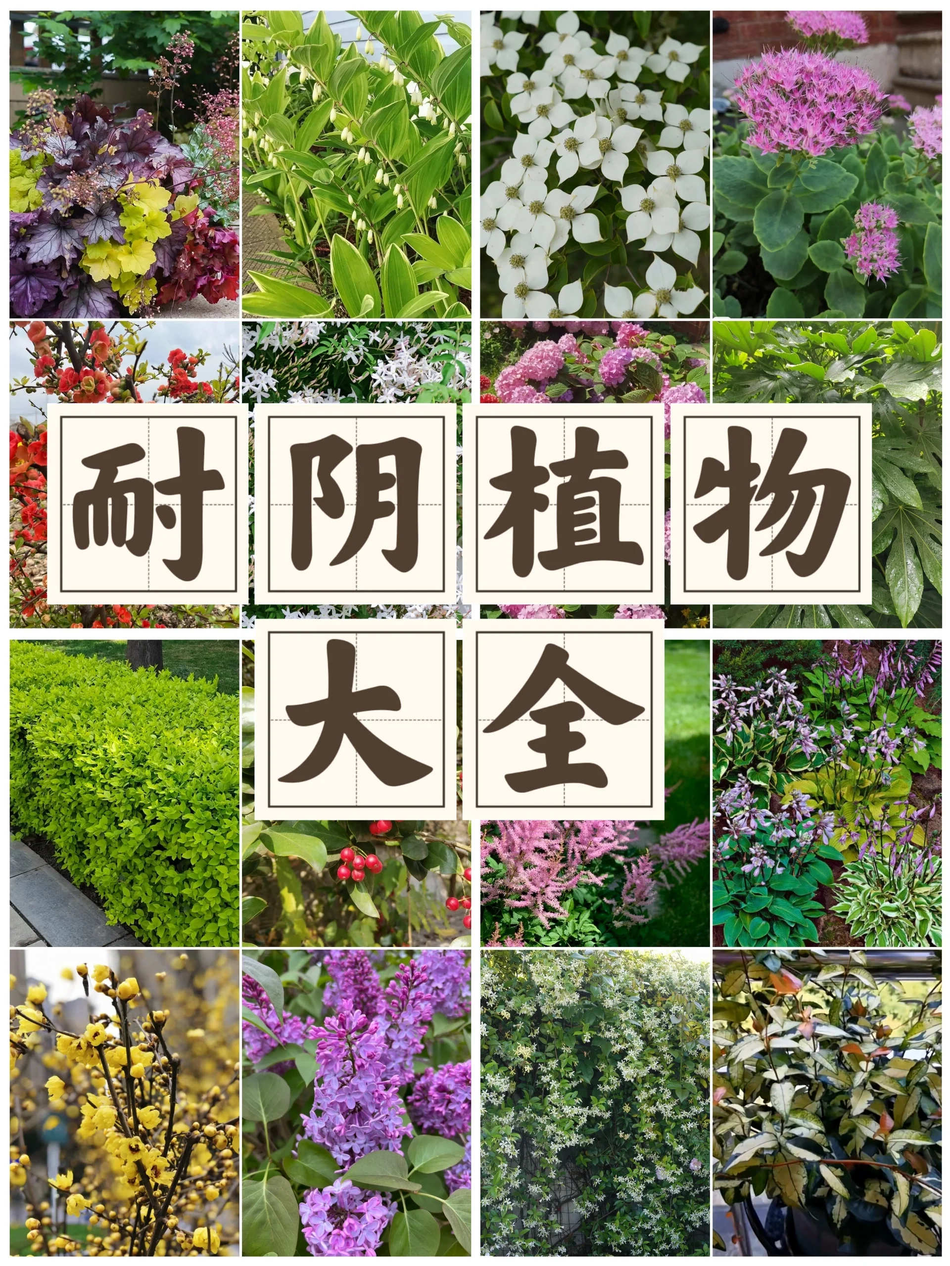 十大阴性花卉图片，花园耐阴植物大全