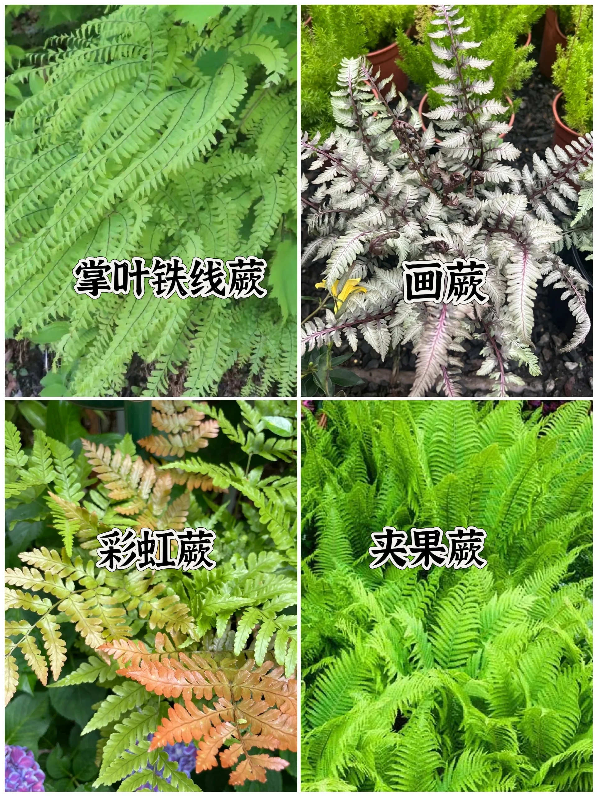 十大阴性花卉图片，花园耐阴植物大全