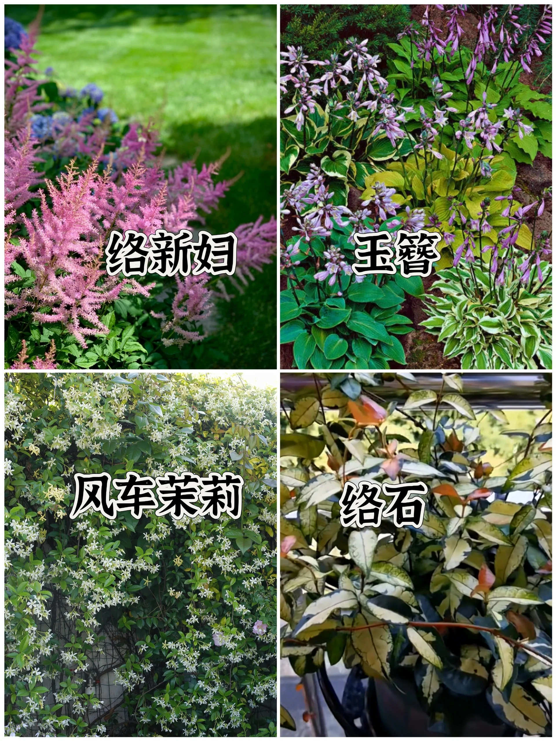 十大阴性花卉图片，花园耐阴植物大全