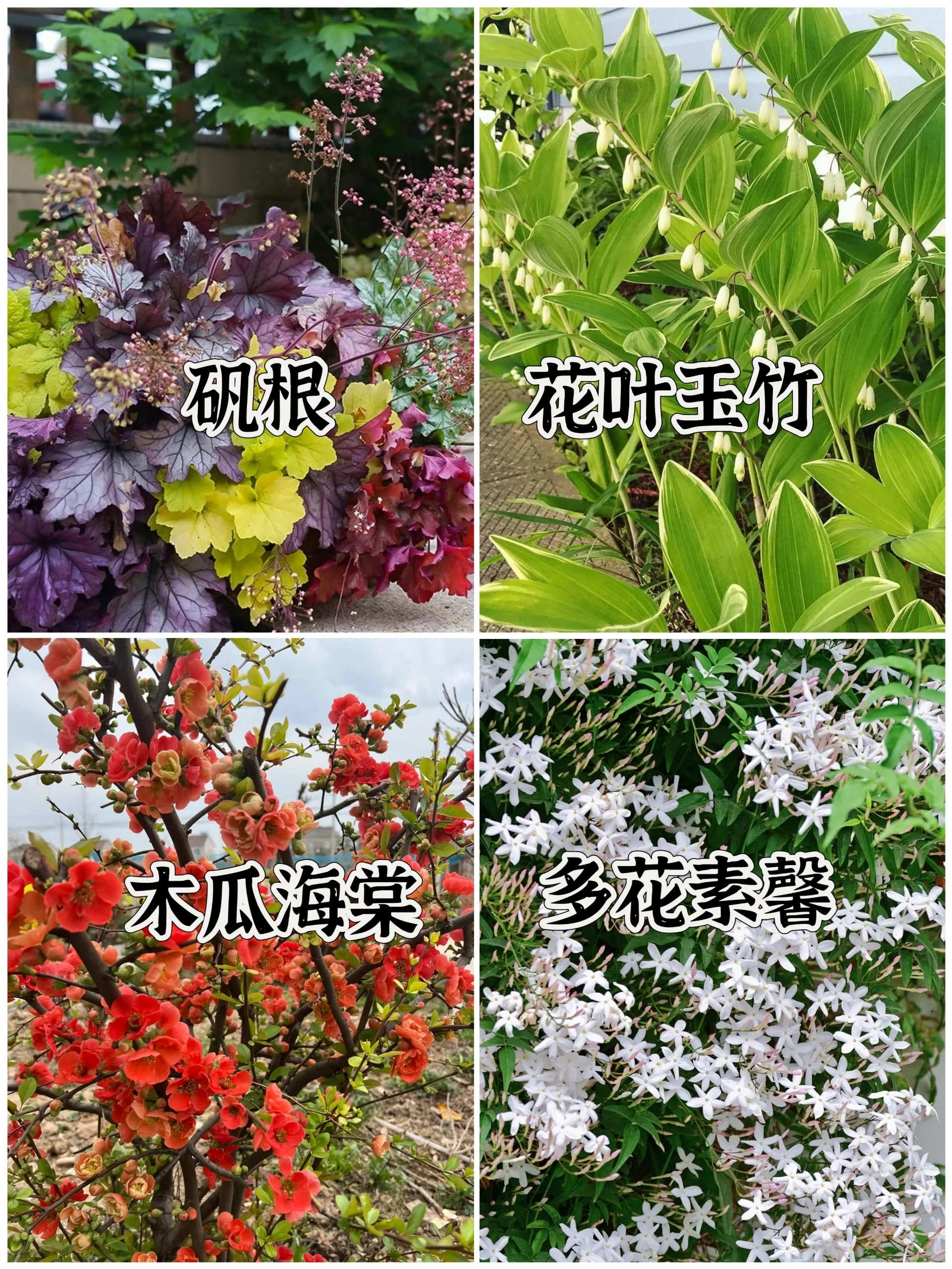 十大阴性花卉图片，花园耐阴植物大全