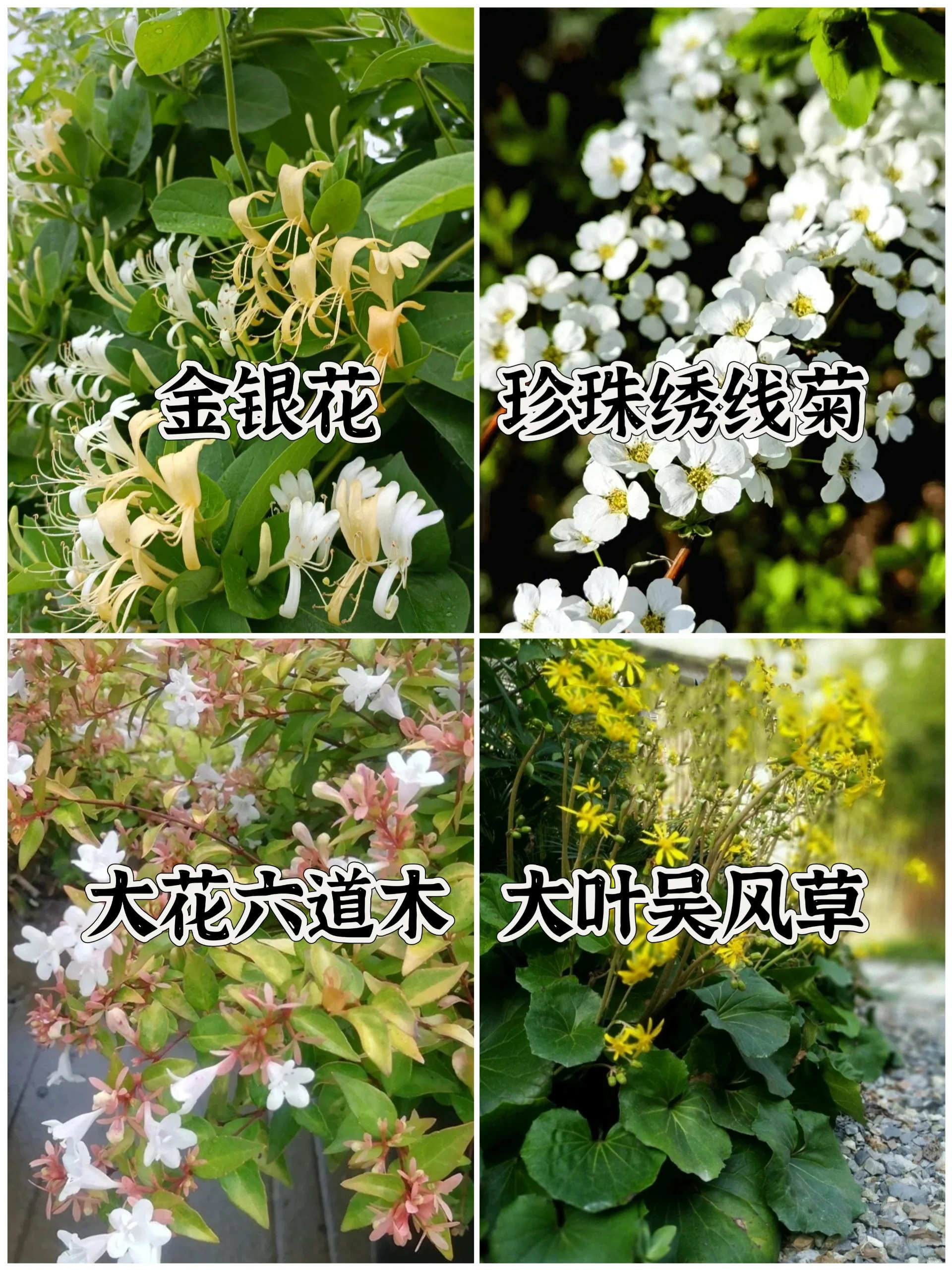 十大阴性花卉图片，花园耐阴植物大全