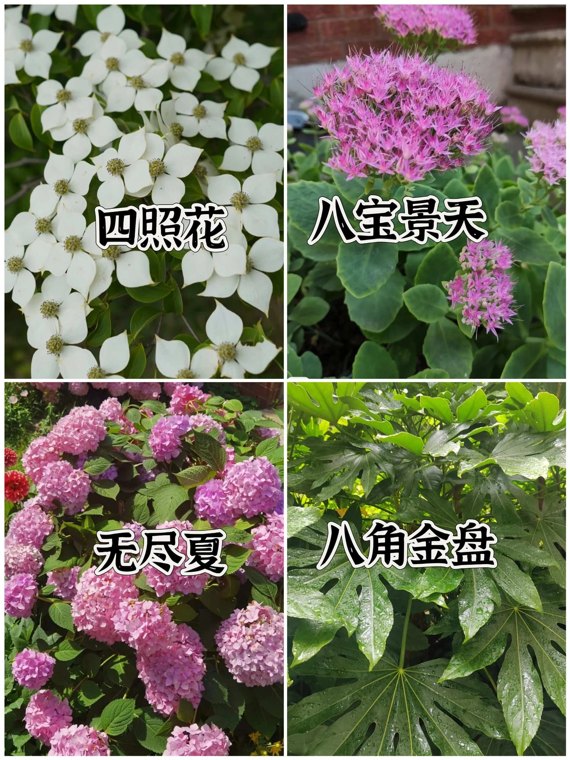 十大阴性花卉图片,花园耐阴植物大全