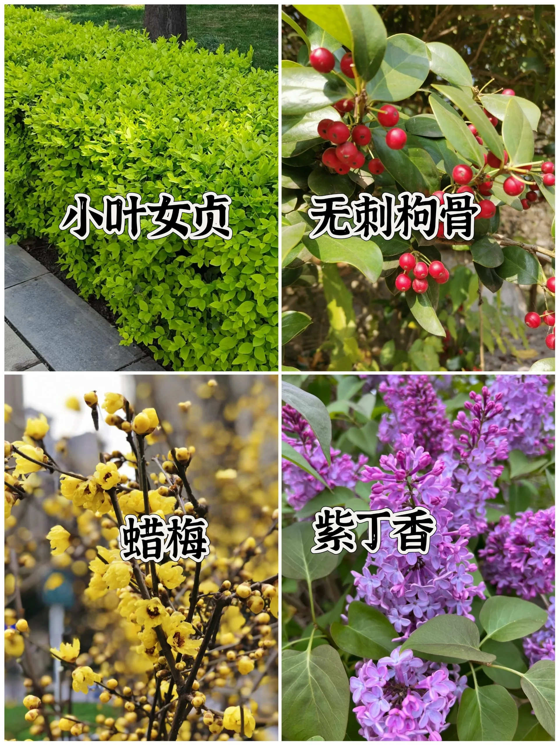 十大阴性花卉图片，花园耐阴植物大全