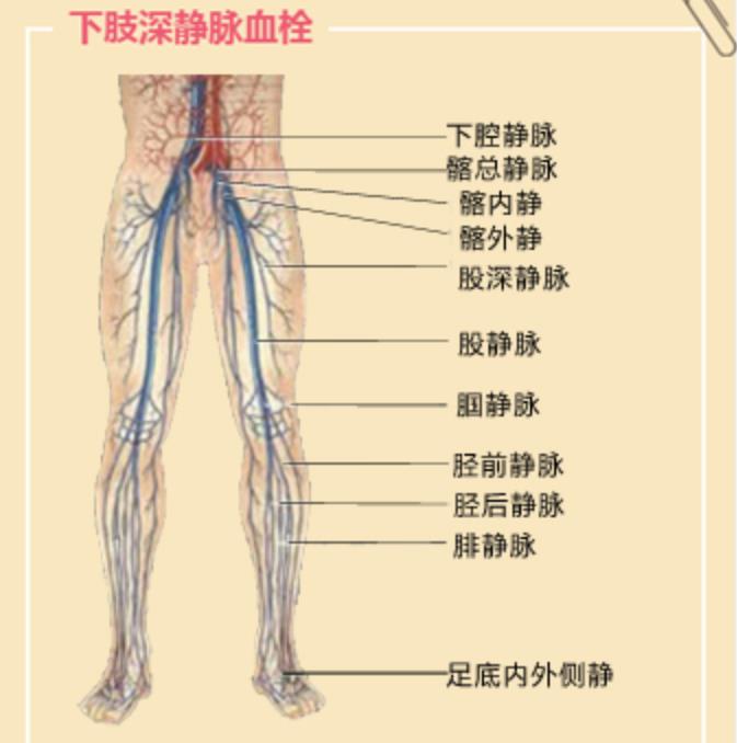 腿部静脉图片大全