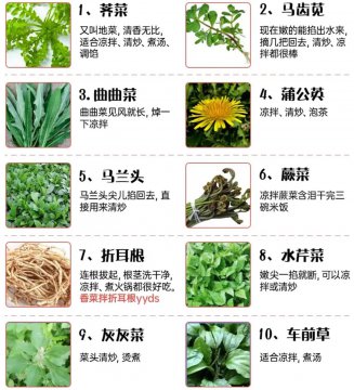农村野菜图片名称大全