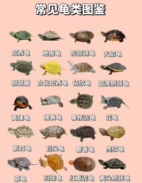 乌龟种类鉴别图片大全