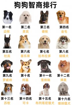 狗狗品种大全