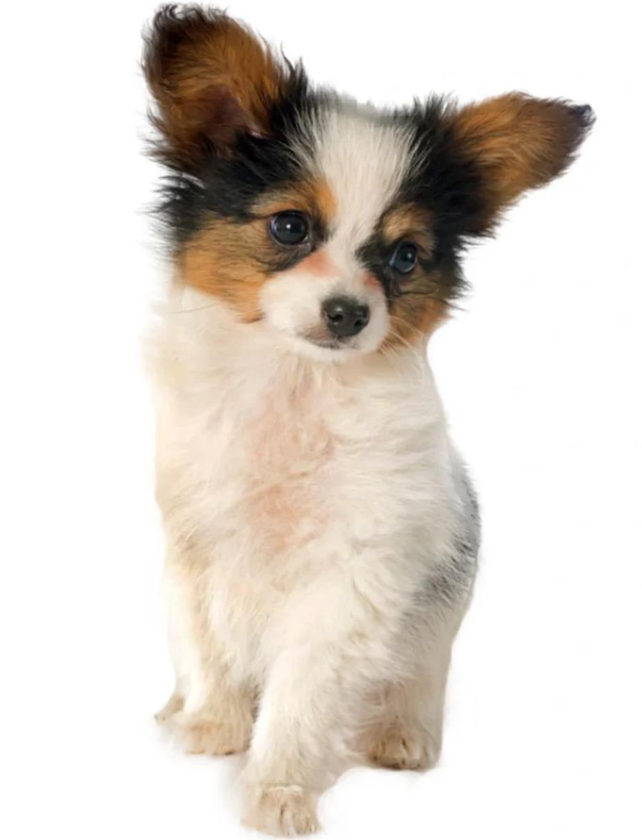 蝴蝶犬多少钱一只