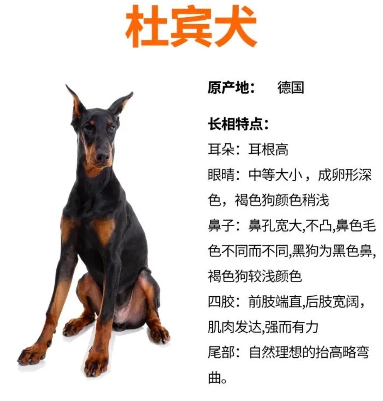 杜宾犬一般卖多少钱