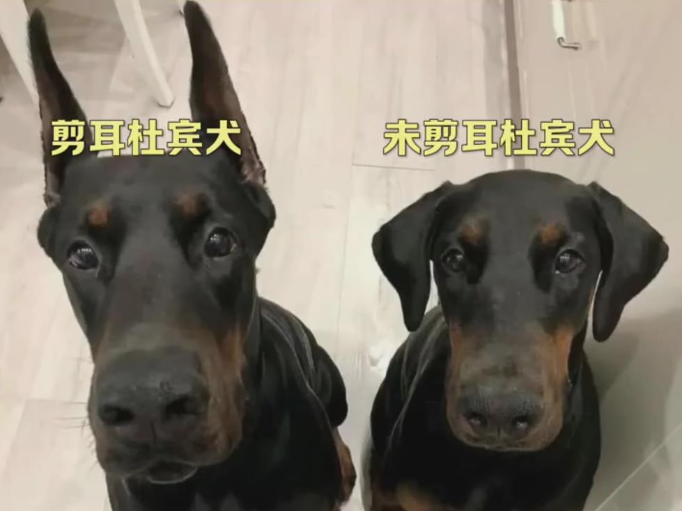 杜宾犬剪耳前后对比