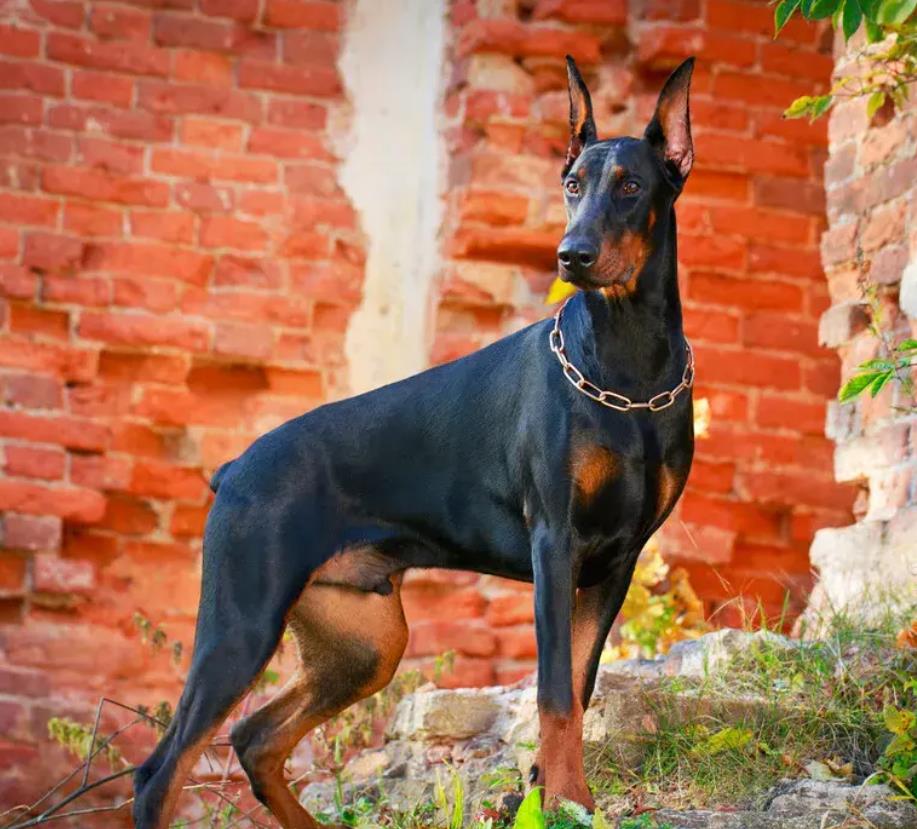 杜宾犬的优点和缺点