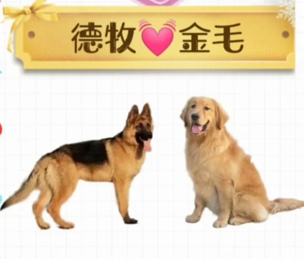 金毛和德牧串串图片