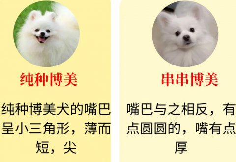 博美纯种嘴型图片