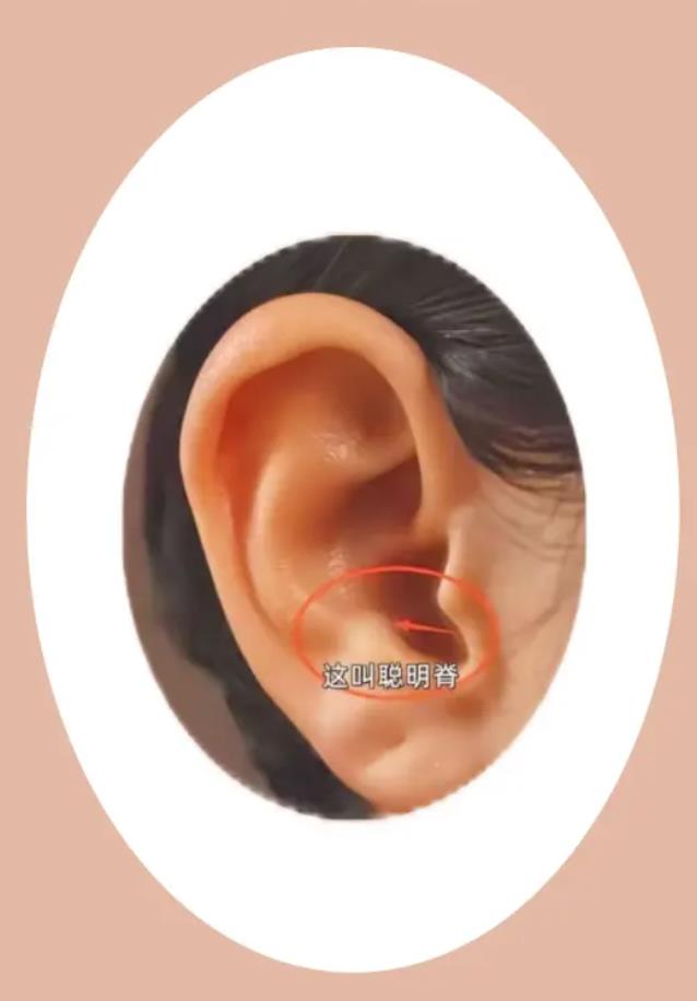 耳朵聪明嵴位置图片