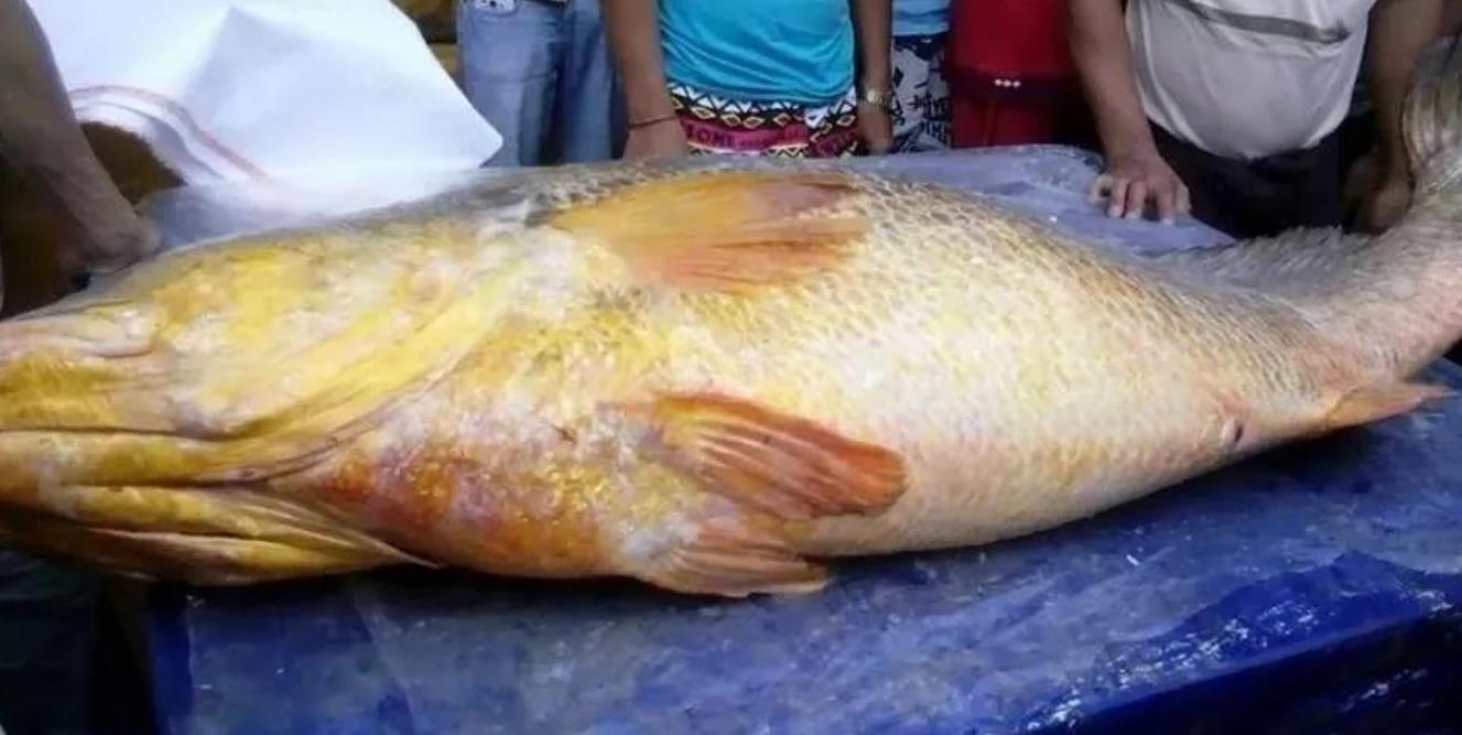 160斤大黄鱼图片