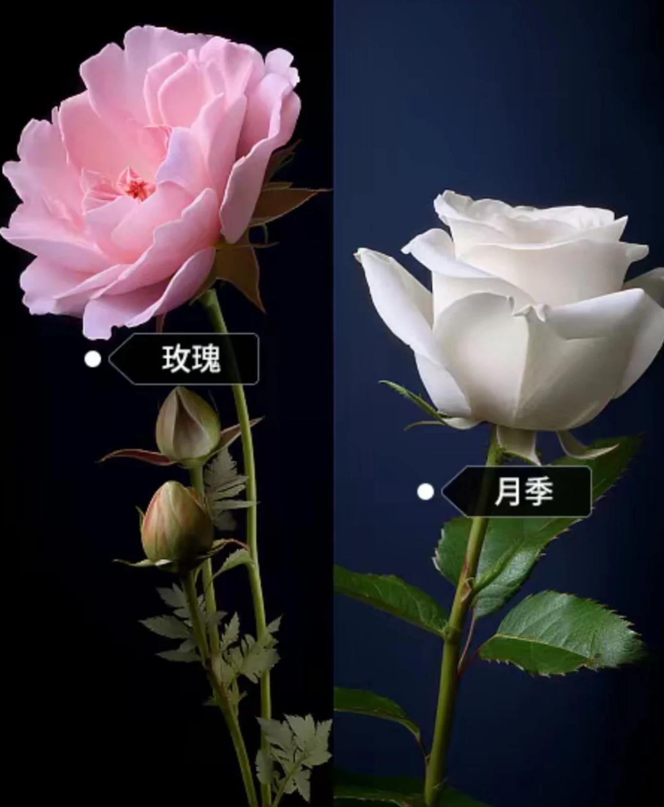 玫瑰和月季的区别