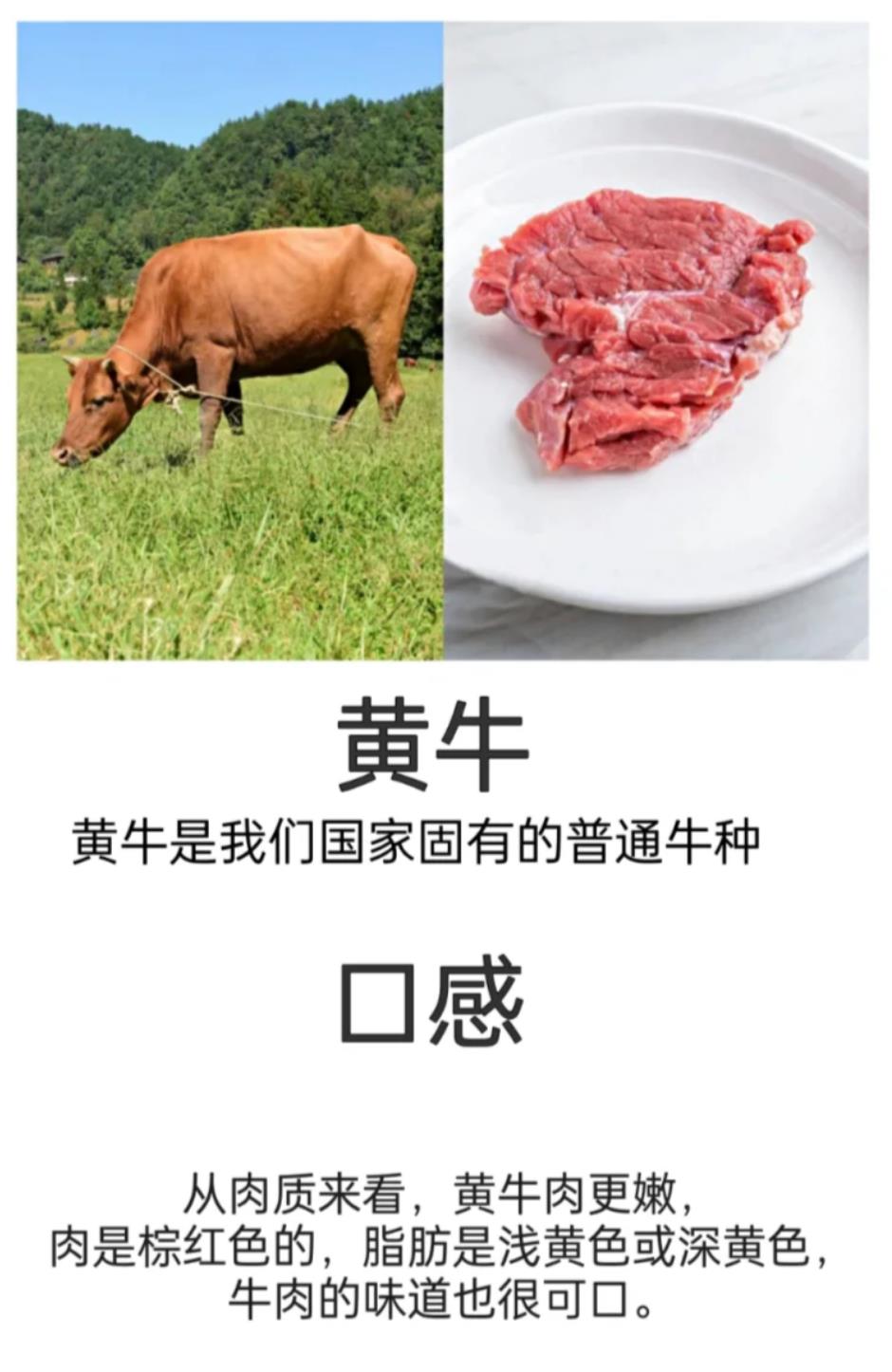 如何分辨黄牛肉和水牛肉
