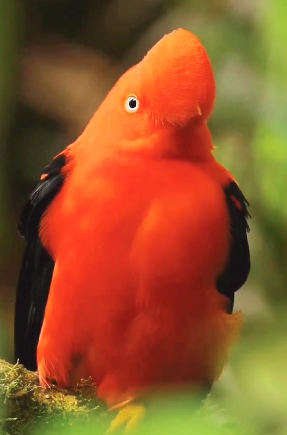 伞鸟的真实图片