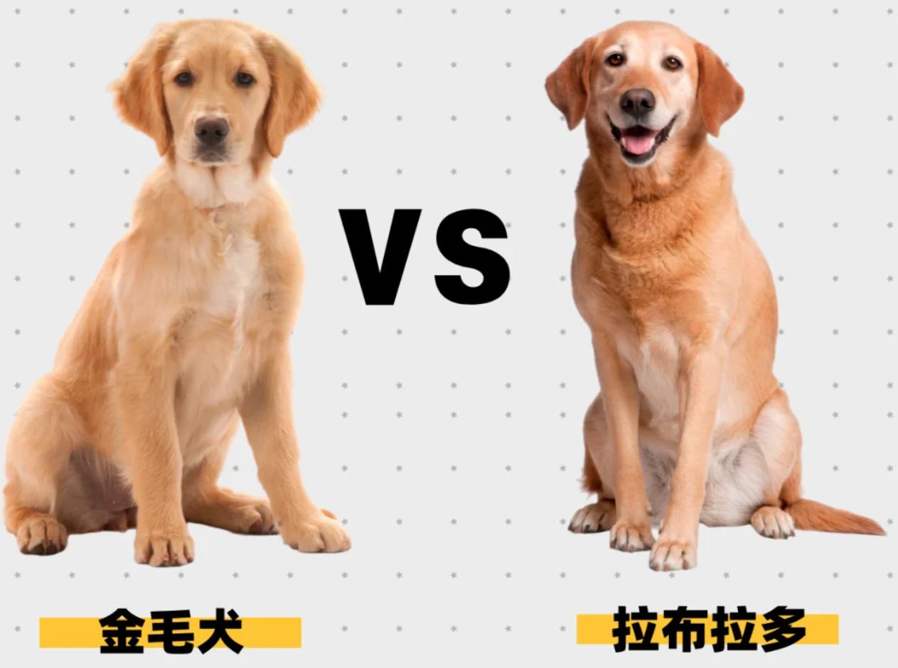 金毛与拉布拉多区别