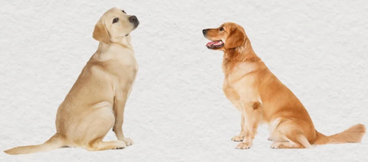 金毛与拉布拉多区别