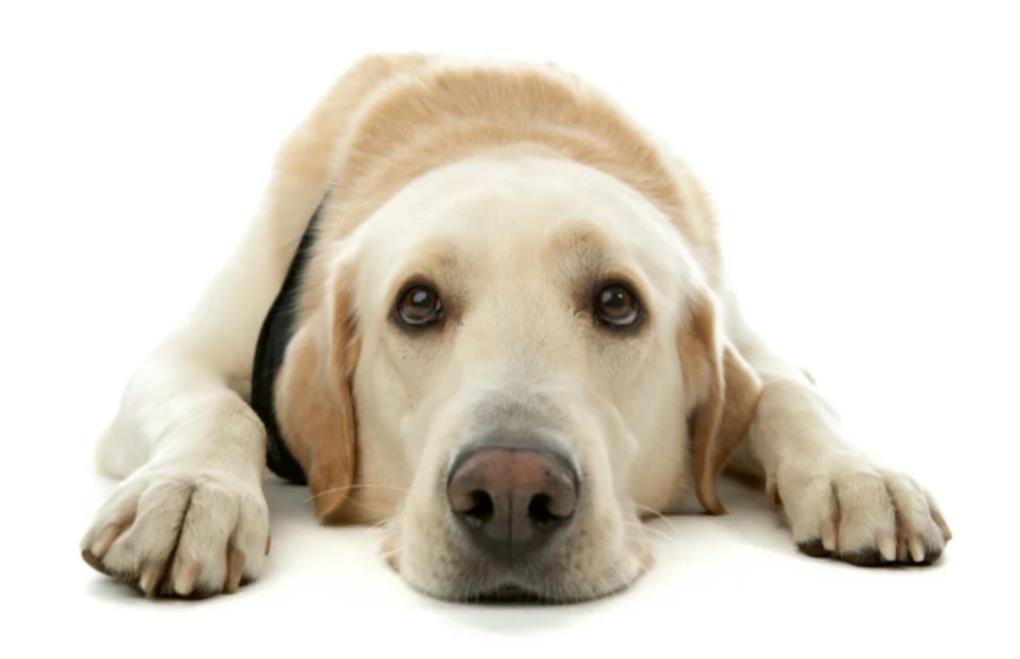 金毛与拉布拉多区别