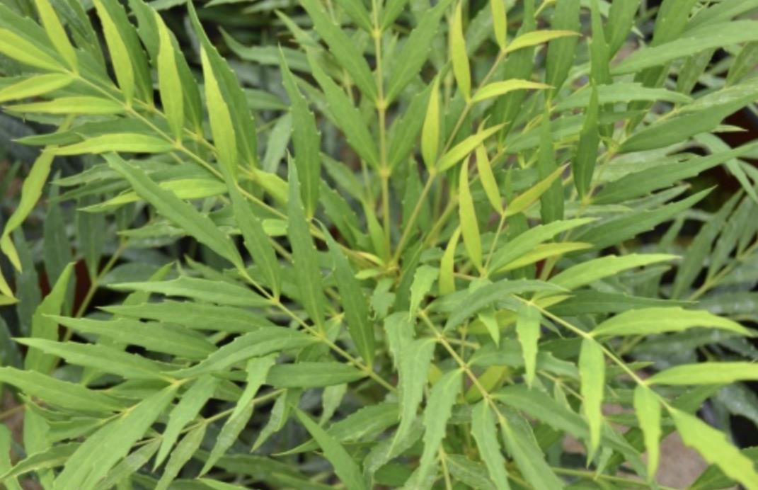 被名字耽误的美丽植物有哪些?