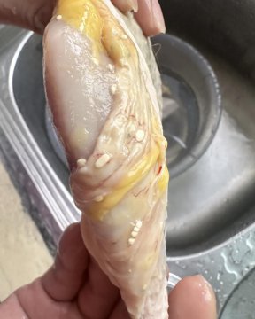 生鸡肉里面有白色颗粒是什么