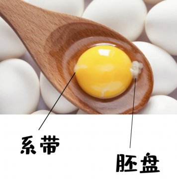 鸡蛋里白色的絮状物是什么
