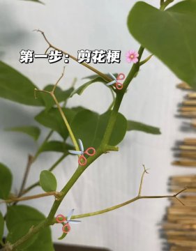 三角梅剪枝图示