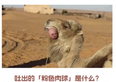 骆驼粉色肉球是什么