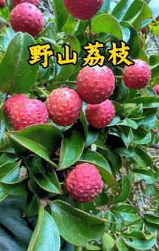 野荔枝图片