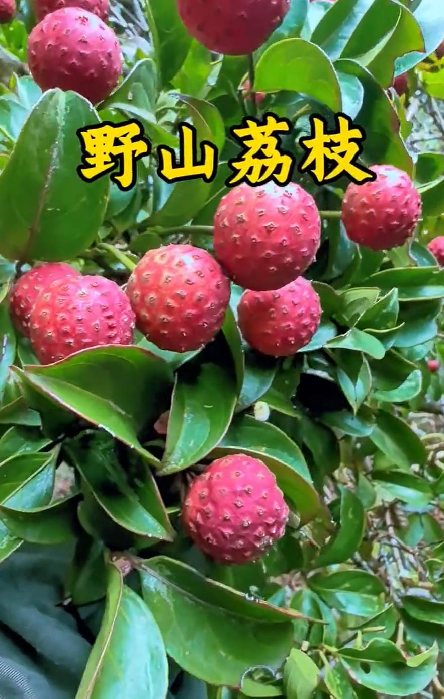 野荔枝图片