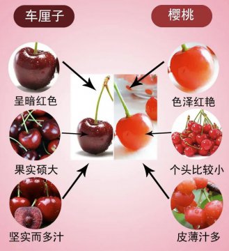 樱桃和车厘子有什么区别