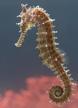 海马需要淡水还是海水