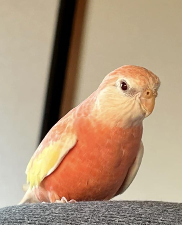 红宝石鹦鹉多少钱一对