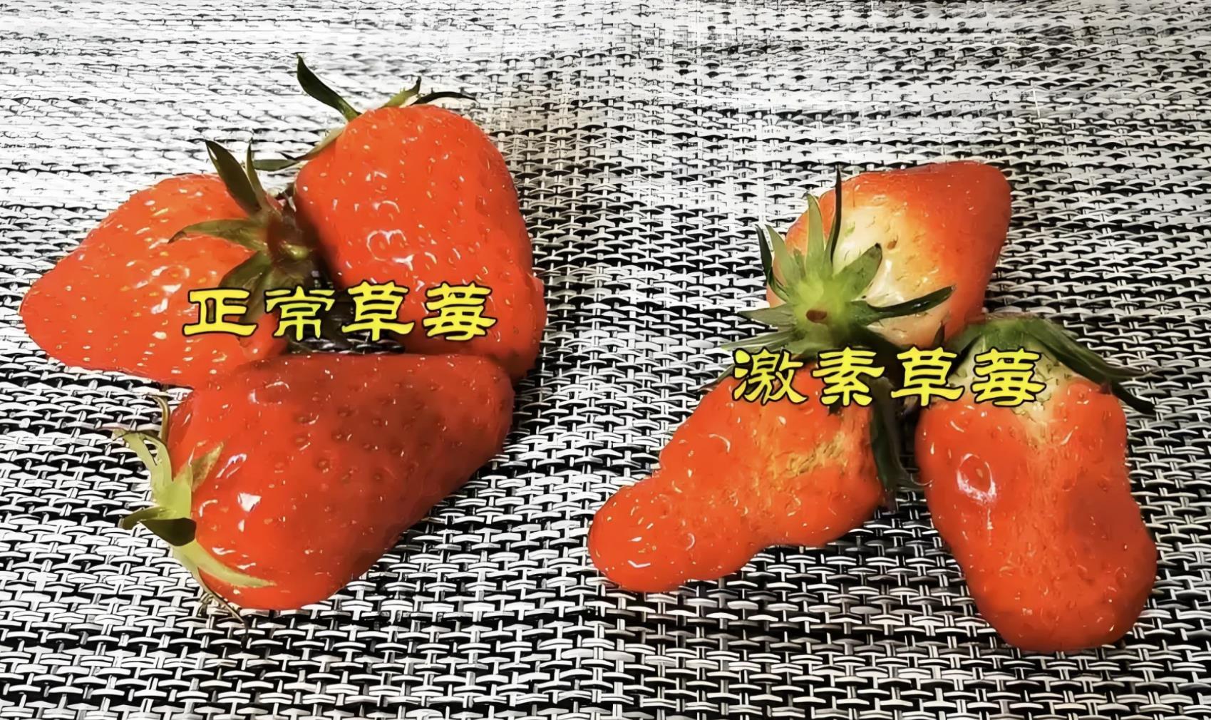 激素草莓和正常草莓对比图片