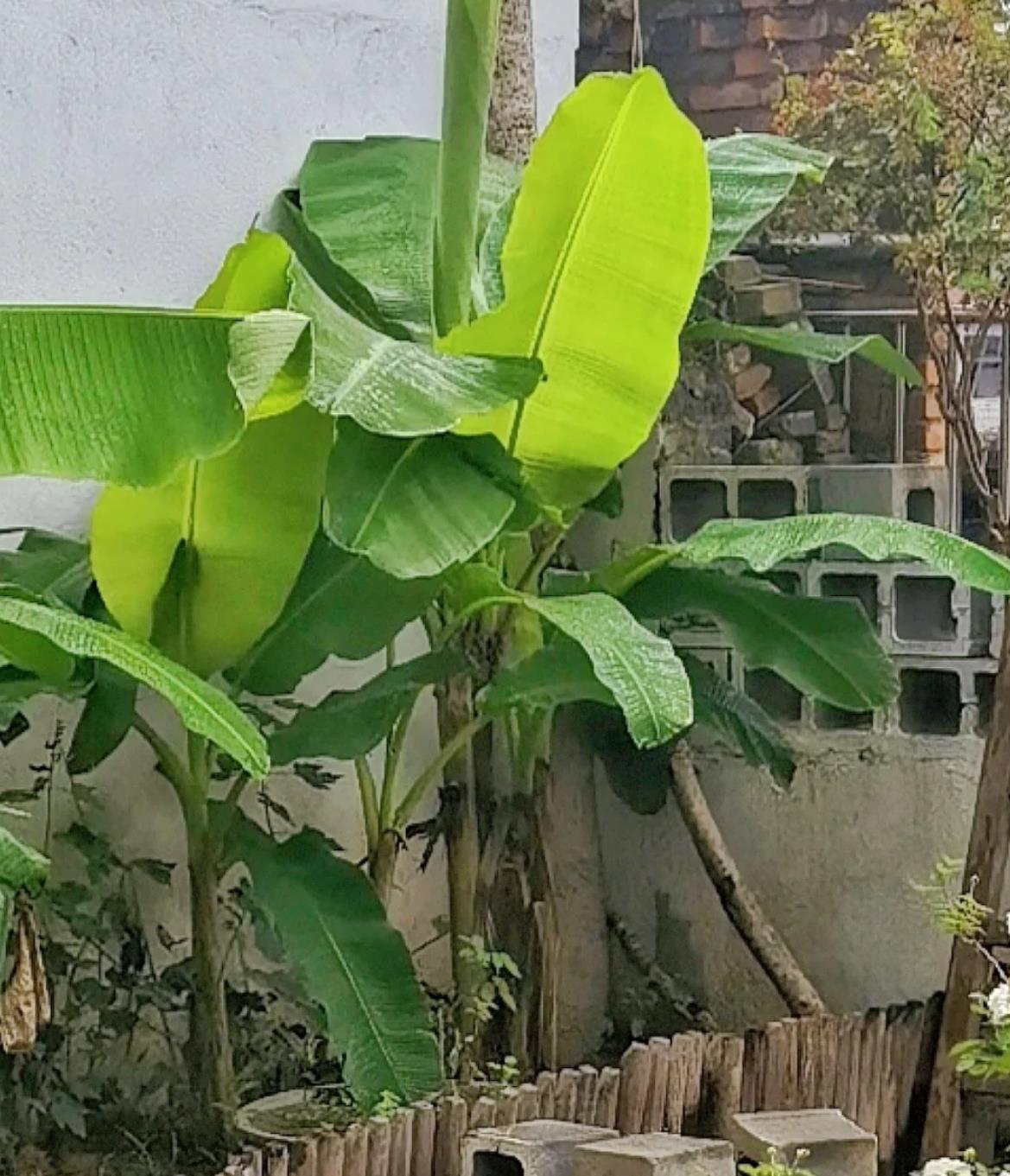 为啥家里不让种芭蕉树