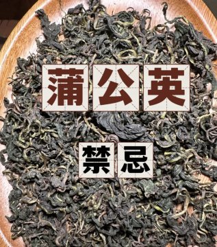 六种人不宜吃蒲公英