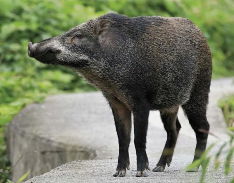 野猪最致命的弱点在什么部位