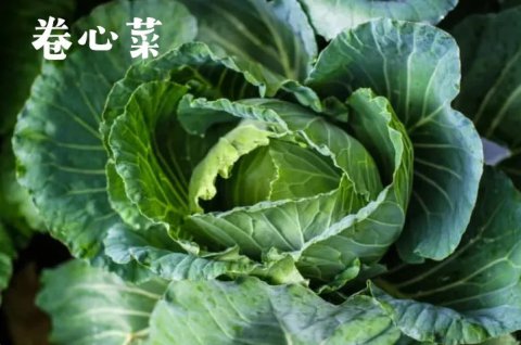 茄子不能与哪种蔬菜种在一起