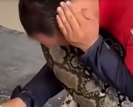 被蟒蛇缠住为什么要捂住耳朵，蟒蛇缠人为什么捂住耳朵
