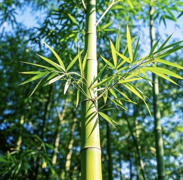 竹子是树还是草