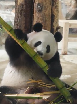 熊猫为什么要吃竹子