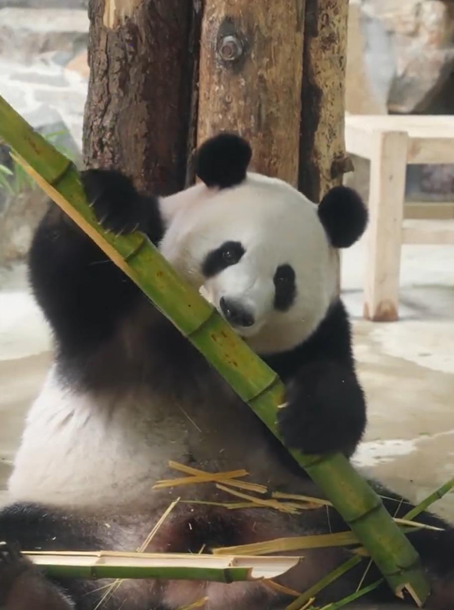 熊猫为什么要吃竹子