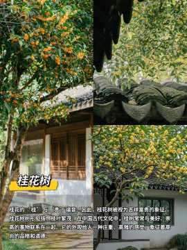 大门口种什么树比较好看？