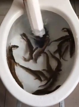 泥鳅可以通下水道吗