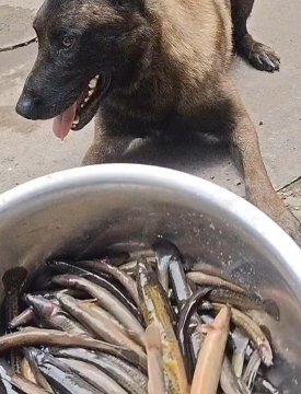 给狗喂活泥鳅是为什么，活泥鳅喂狗什么情况